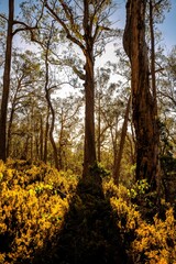 golden hour in the forest