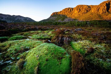 cushion plant in the mountains