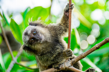 Little Monkey
