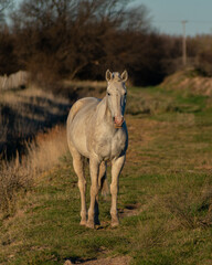 Obraz premium Caballo Blanco