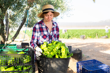 Naklejka na ściany i meble Woman professional farmer holding basket full of bell peppers in a farm field