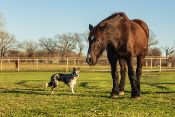 Fototapeta na wymiar large Percheron horse and small Australian Shepherd cattle dog standing together in a pasture