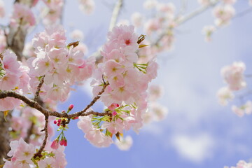 桜（御車返）