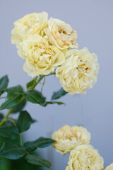 淡いクリーム色の薔薇の花。優しさに溢れた気品のある花びらをクローズアップ撮影