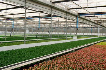 Fototapeta na wymiar Greenhouse full of colorful flowers. row of chrysanthemums