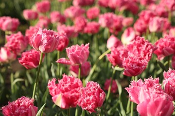 Beautiful colorful tulips growing in flower bed, selective focus
