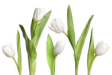 Collage with beautiful tulips on white background