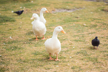 patos