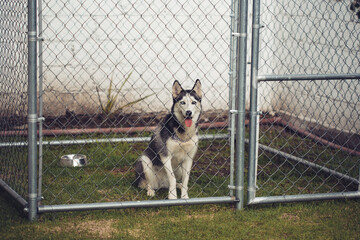perro husky en jaula