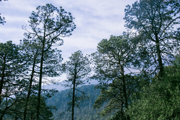 bosque y árboles