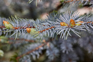 Naklejka na ściany i meble Close up of a Colorado Blue Spruce Pine Tree with newly sprouted Pine Cones