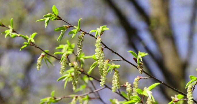 long hornbeam flowers in the spring season, beautiful hornbeam tree flowers during flowering in mid-spring