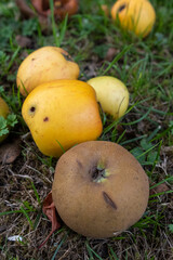 Fallen apples