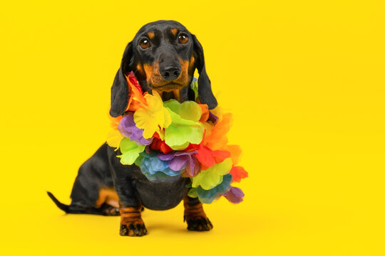 Funny little dog in bright necklace of flowers posing at photo shoot. Children clothing advertisement, stylish summer collection, fashion show. Obedient well-groomed puppy sits in bright scarf. lei
