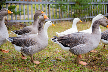 Naklejka na ściany i meble Domestic geese graze. Geese in a courtyard. Free range poultry farming