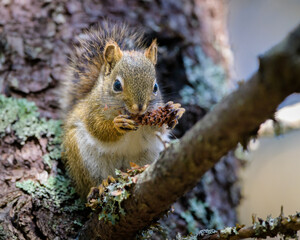 Naklejka na ściany i meble American Red Squirrel eating an acorn
