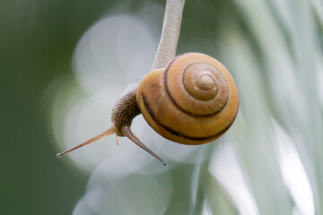 逆さまカタツムリ