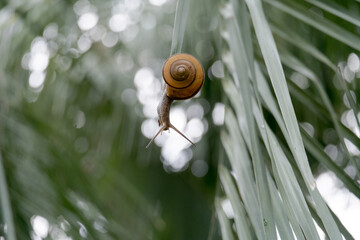 逆さまカタツムリ