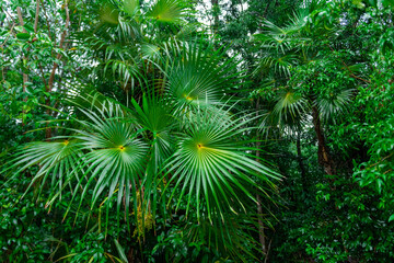 Large lush green fan palm leaves in a tropical forest in Mexico