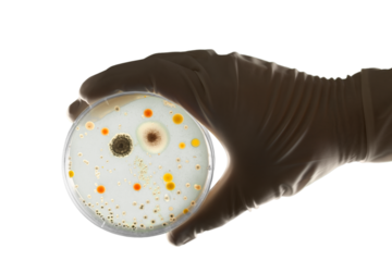 Hand in glove holding Petri dish with bacteria
