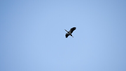 Bird flying in the blue sky. Wildlife scene from nature. Ciconia ciconia