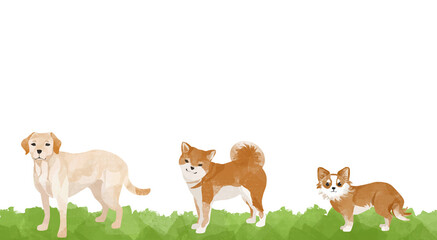 芝生に並ぶラブラドール・レトリバー、柴犬、チワワの背景素材