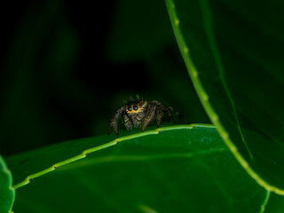 Araña saltarina en el bosque un día de lluvia y sol