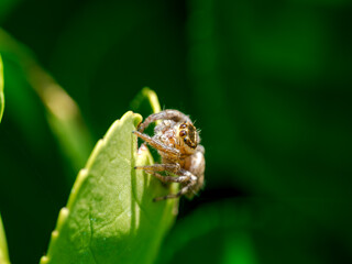 Ara&ntilde;a saltarina en el bosque un d&iacute;a de lluvia y sol