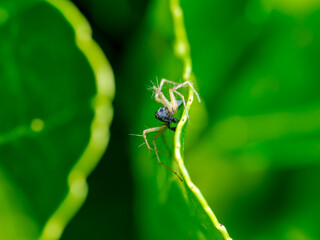 Araña en una hoja