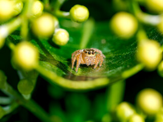 Araña saltarina en el bosque un día de lluvia y sol