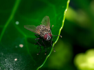 Mosca posada sobre una hoja un día de lluvia