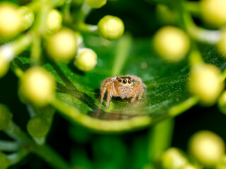 Araña saltarina en el bosque un día de lluvia y sol