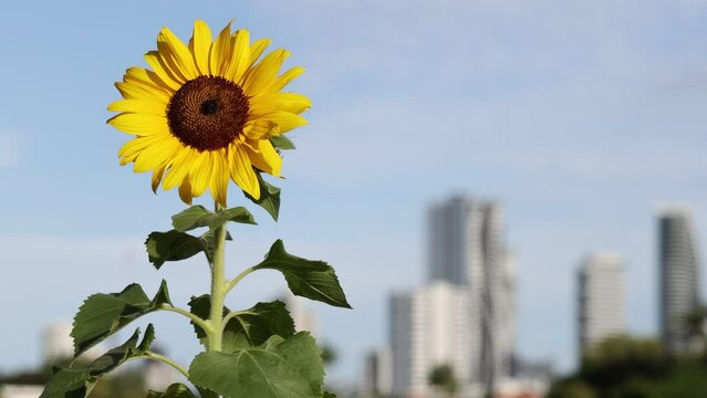 A Blooming Sunflower against a Blurred Background