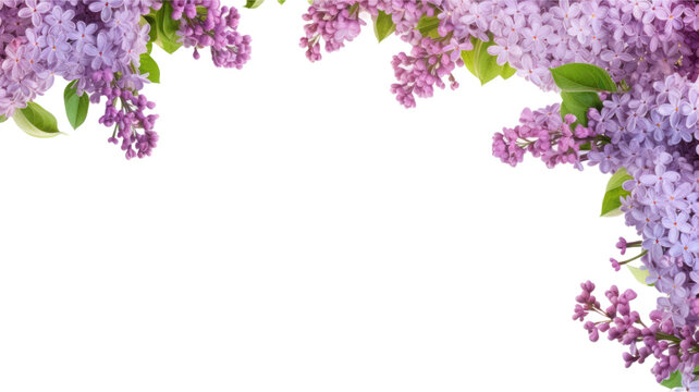 delicate lilac flowers as a frame border, isolated with negative space for layouts