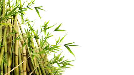 Naklejka premium verdant bamboo shoots as a frame border, isolated with negative space for layouts