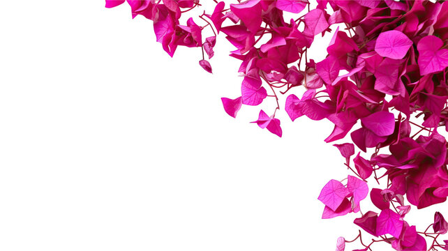 vibrant bougainvillea petals as a frame border, isolated with negative space for layouts