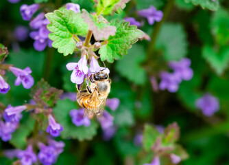 Honey Bee Foraging on a Purple Glechoma hederacea Flower