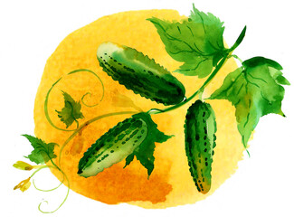 Cucumbers on a branch. Hand-drawn ink and watercolor on paper