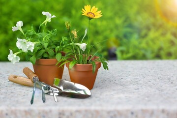 Young seedlings of flowers. Ecological concept