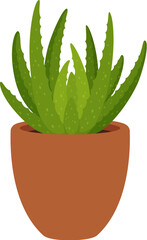 Succulent gasteria in pot. Home or office compact, low-maintenance, drought-tolerant houseplant with striking rosette shape and fleshy leaves displaying unique patterns. Vector Indoor or outdoor decor