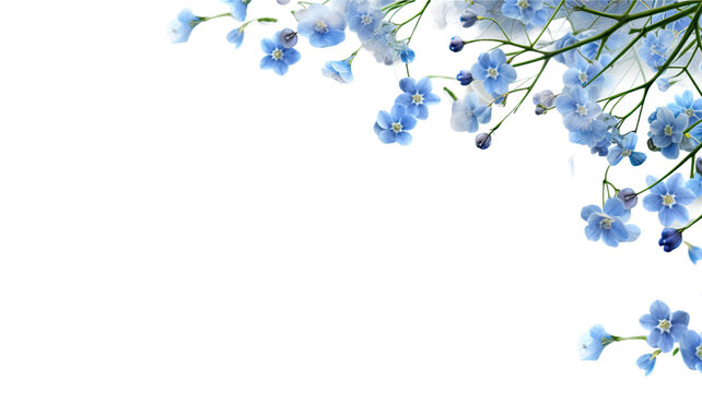 delicate forget-me-not blooms as a frame border, isolated with negative space for layouts