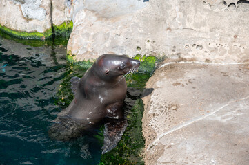 Seal exhibit inside the popular Vancouver Aquarium attraction.