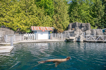 Pacific coast exhibits inside the popular Vancouver Aquarium attraction.