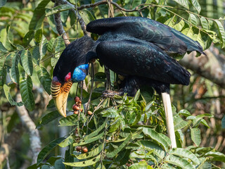 Aerial Symphony: Wreathed Hornbills in Quest for Food on Perched Branches