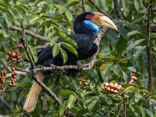 Branch-bound Feasts: Wreathed Hornbills Searching for Food in Stunning Shots