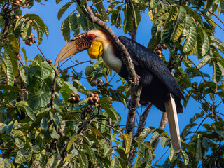 Wild Wonder: Wreathed Hornbills Seeking Sustenance on Branches