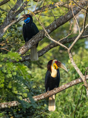 Serenading Love: Romantic Pair of Wreathed Hornbills Perched on Branches