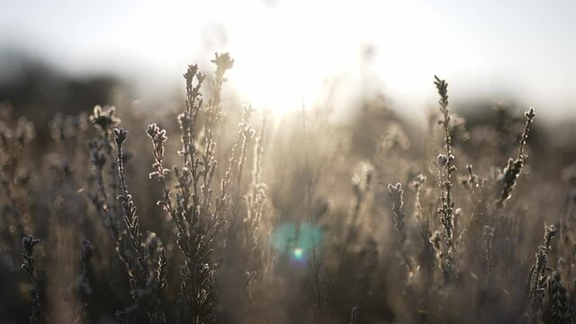 Extreme close up panning shot of frost on grasses and flowers, back lit by the sun and with tight focus