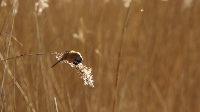 Bearded reedling hanging on edge of reed feeding on phragmite seeds