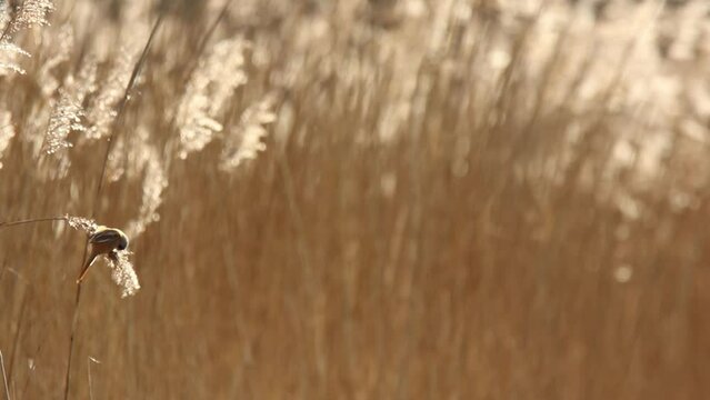 Bearded reedling Panurus biarmicus eating reed seeds, swaying reed bed